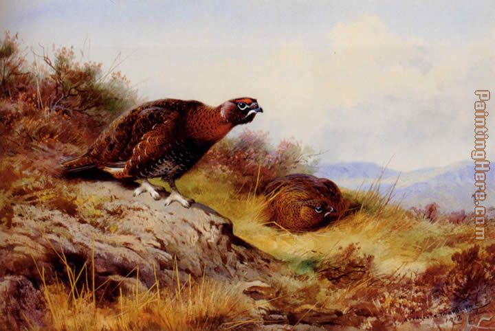 Archibald Thorburn Red Grouse On The Moor